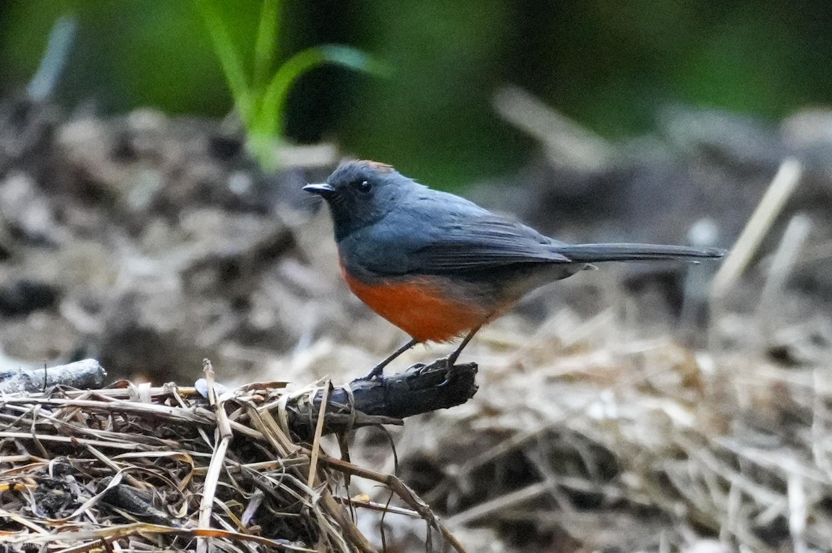 Slate-throated Redstart - ML643660246
