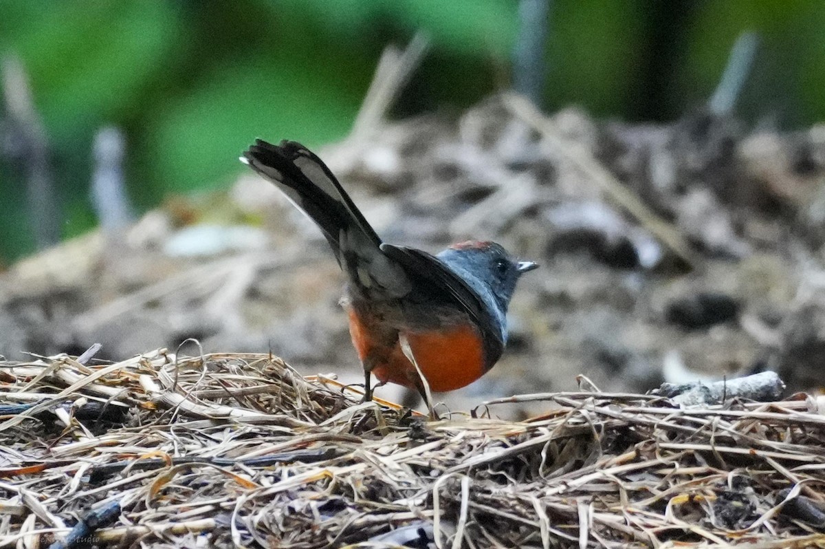 Slate-throated Redstart - ML643660247