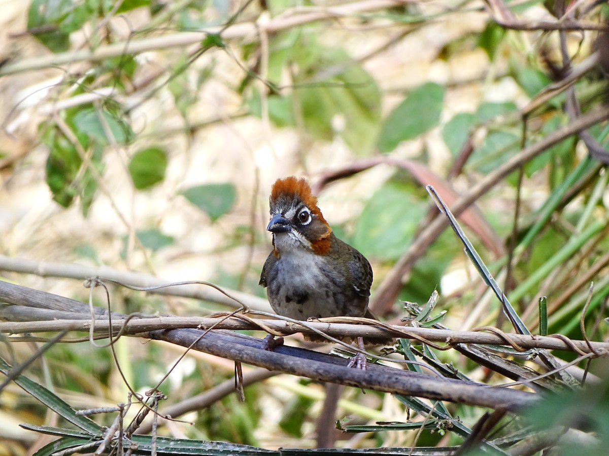 Kızıl Tepeli Yer Serçesi - ML643660249