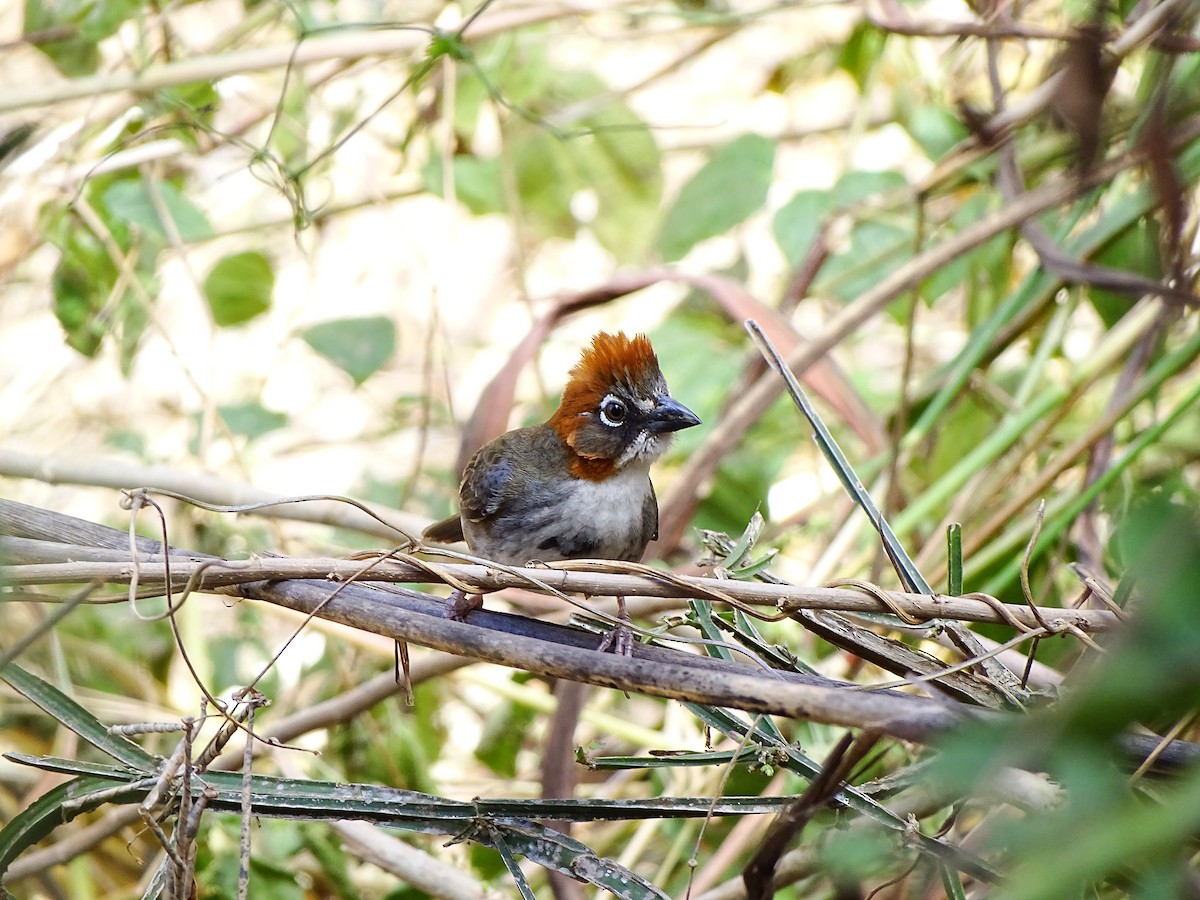 Kızıl Tepeli Yer Serçesi - ML643660250