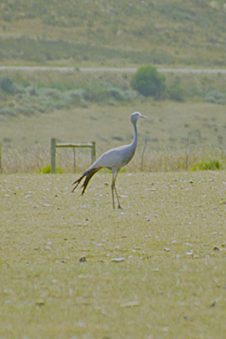 Blue Crane - ML643660254
