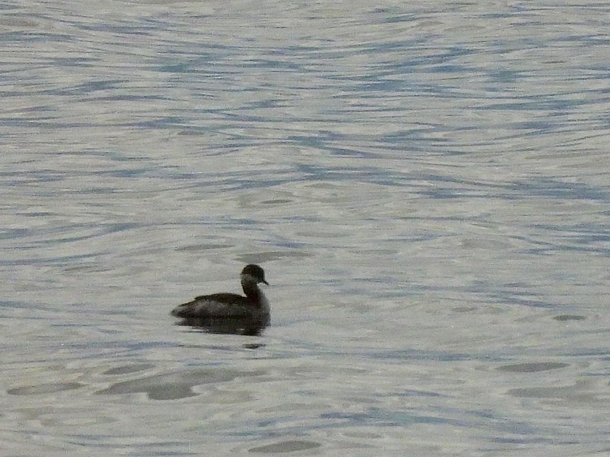Horned Grebe - ML643660257