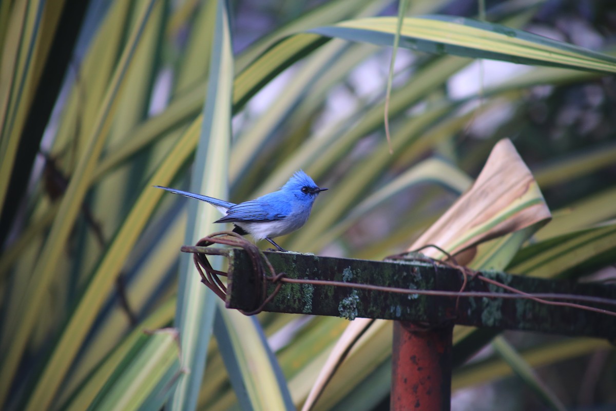 Blauhaubenschnäpper - ML643660269