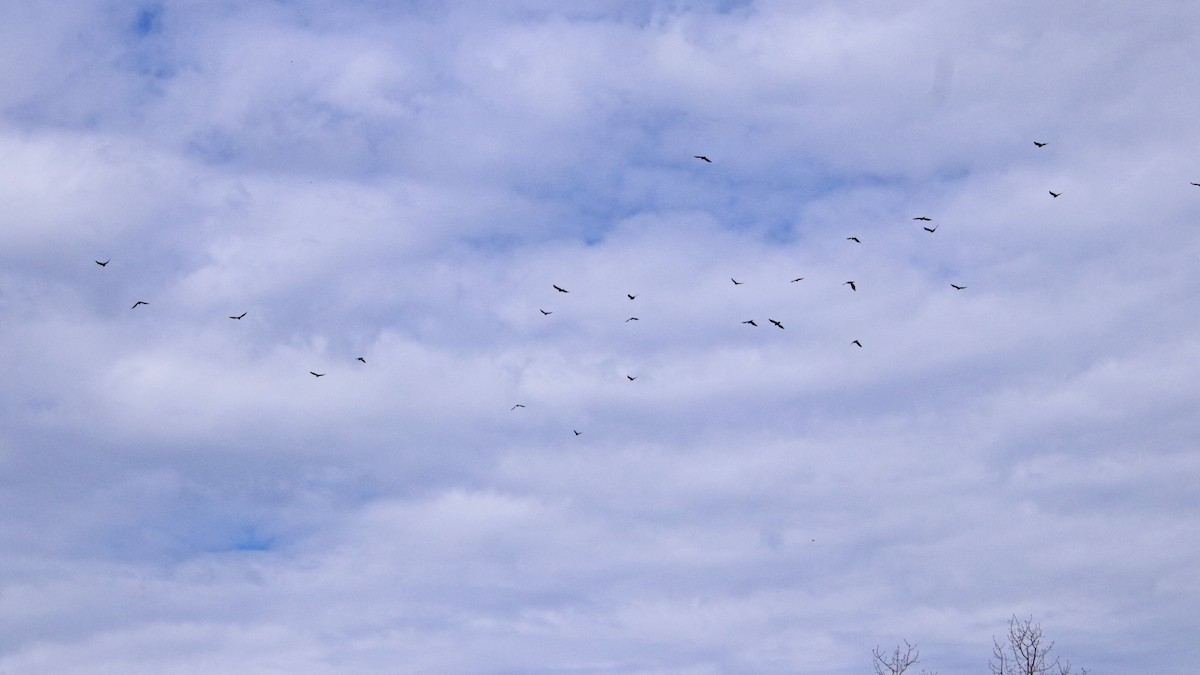 Fish Crow - ML643660298