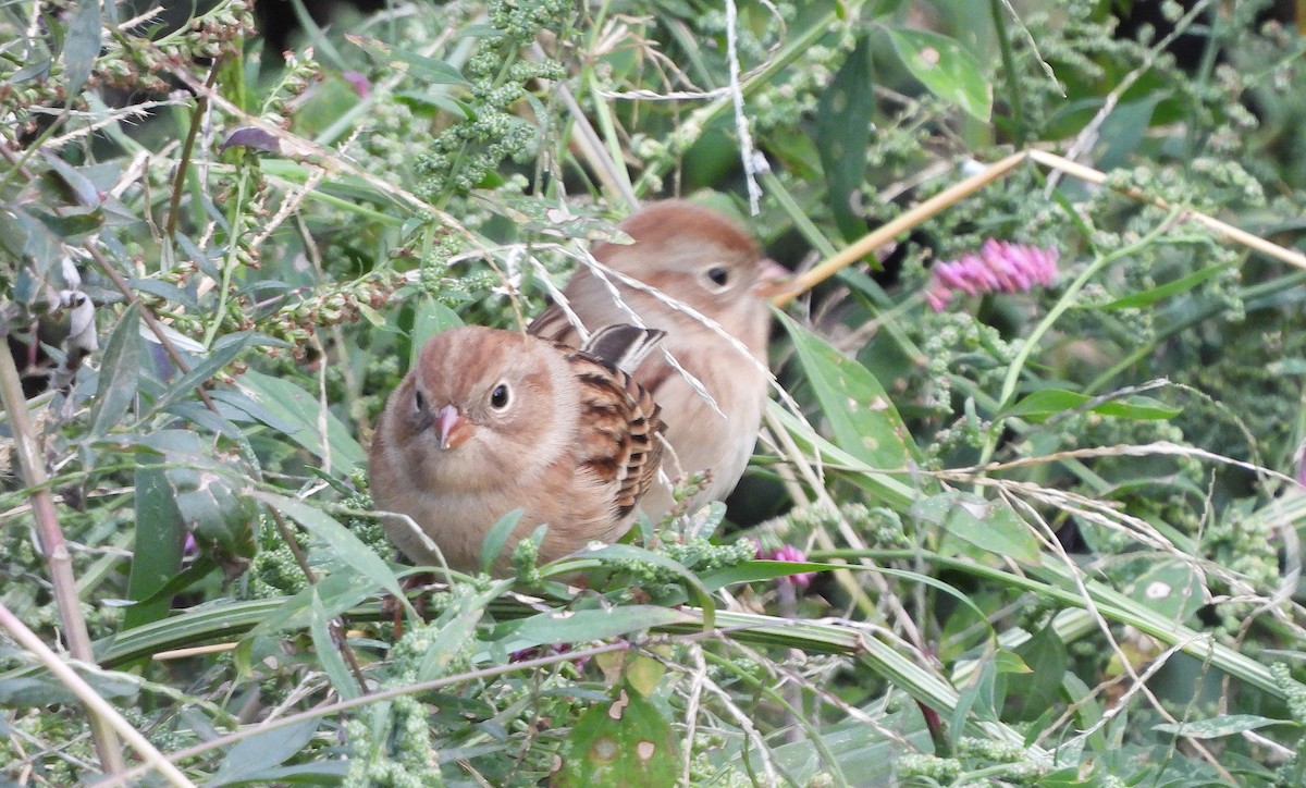 Field Sparrow - ML643660331