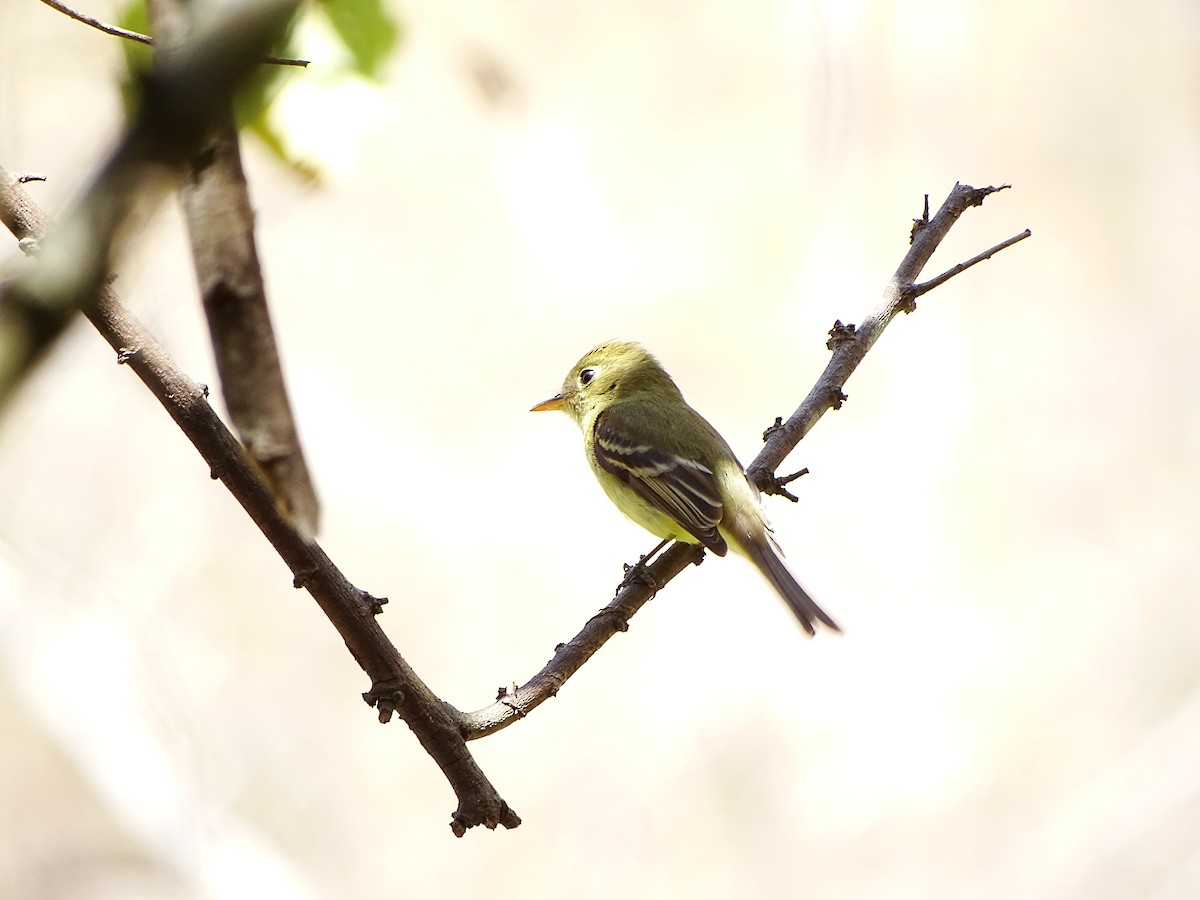 Western Flycatcher (Pacific-slope) - ML643660336
