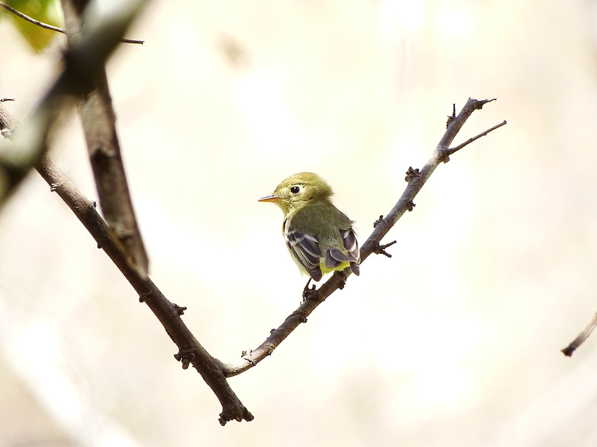 Western Flycatcher (Pacific-slope) - ML643660337