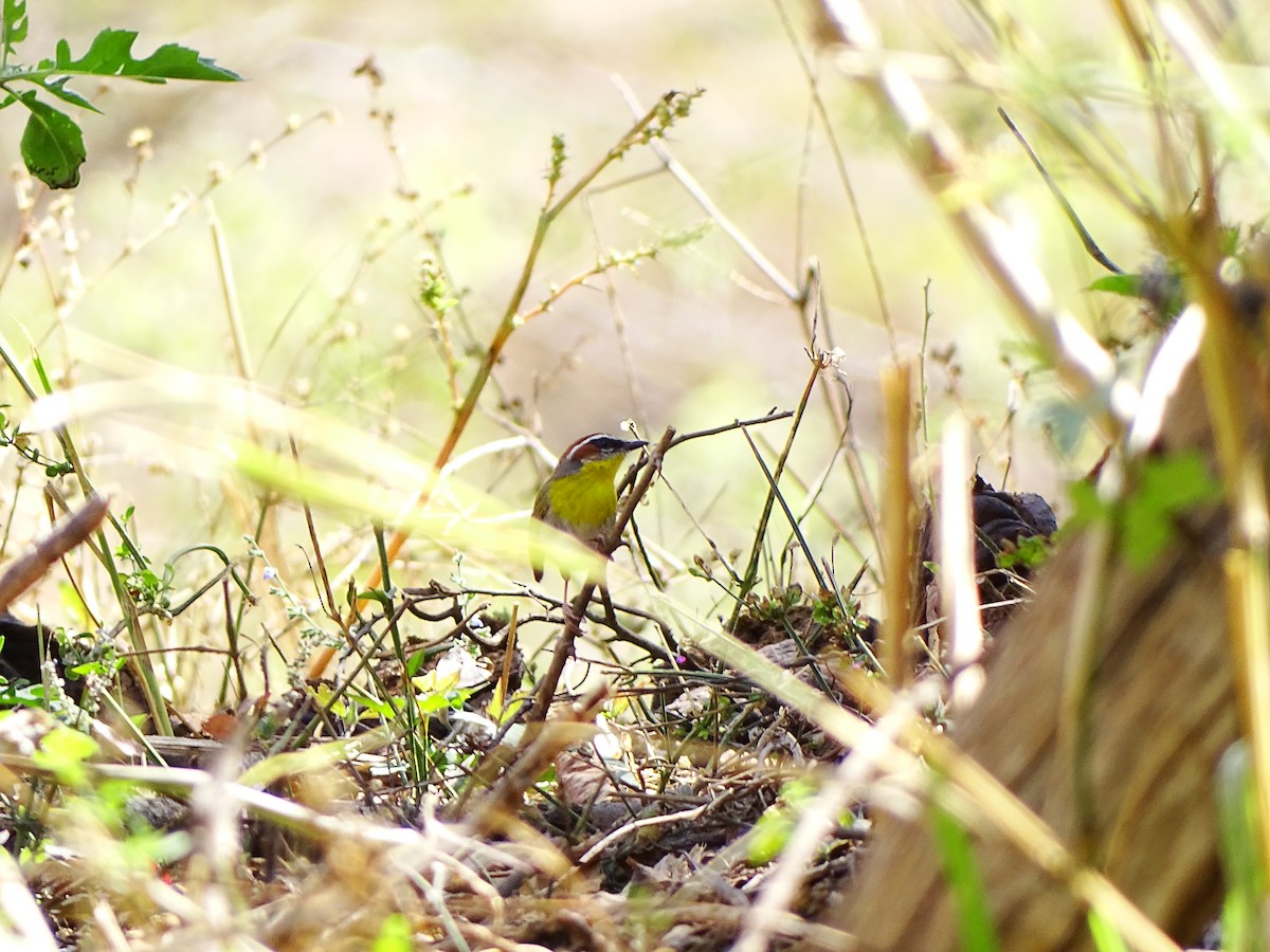 Rufous-capped Warbler - ML643660371
