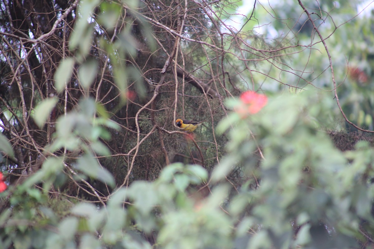Black-necked Weaver - ML643660378
