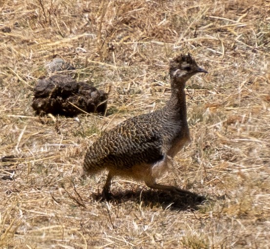 Tinamou orné - ML643660398
