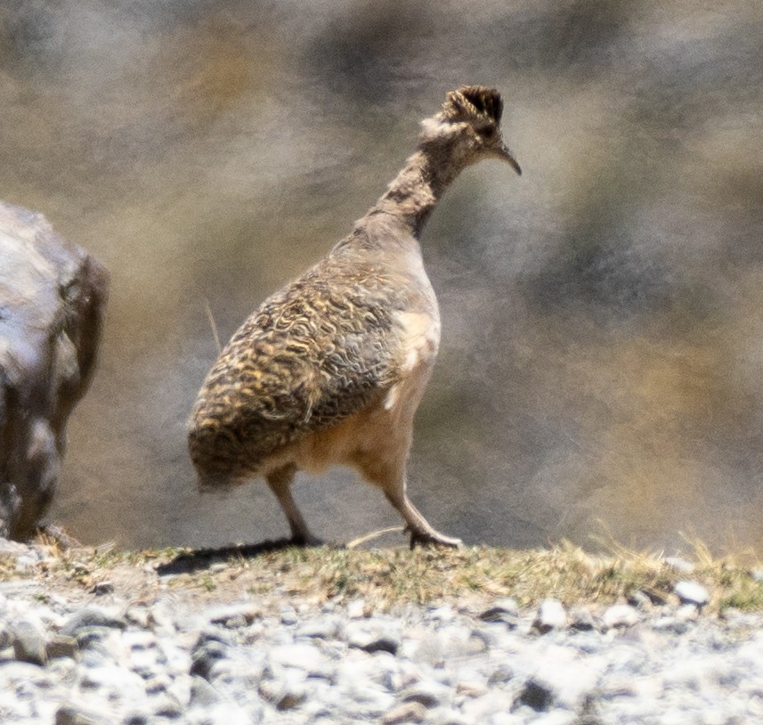 Tinamou orné - ML643660399
