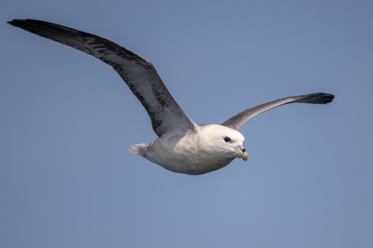 Northern Fulmar - ML643660405