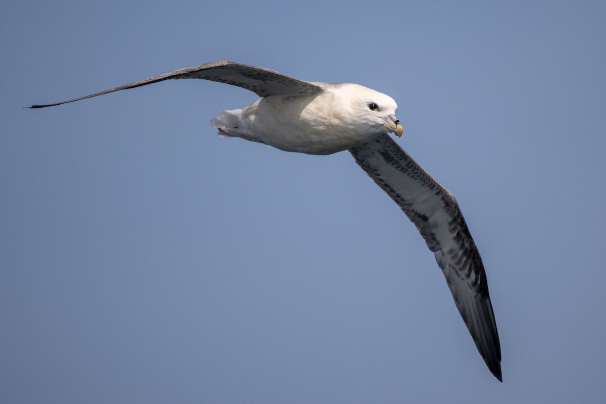 Northern Fulmar - ML643660406