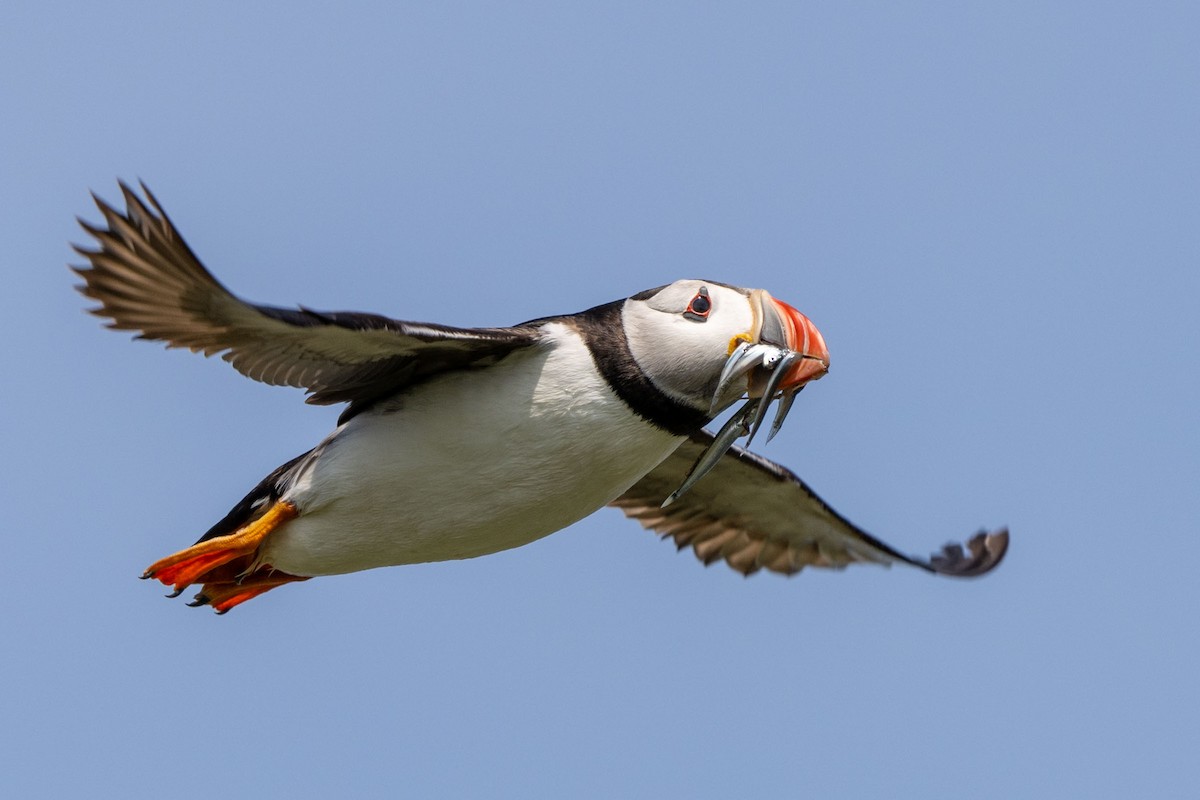Atlantic Puffin - ML643660440