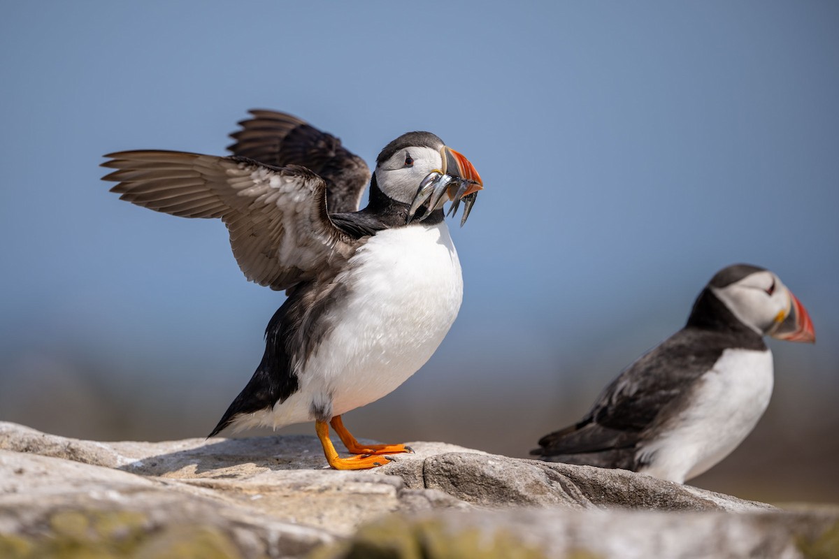 Atlantic Puffin - ML643660441