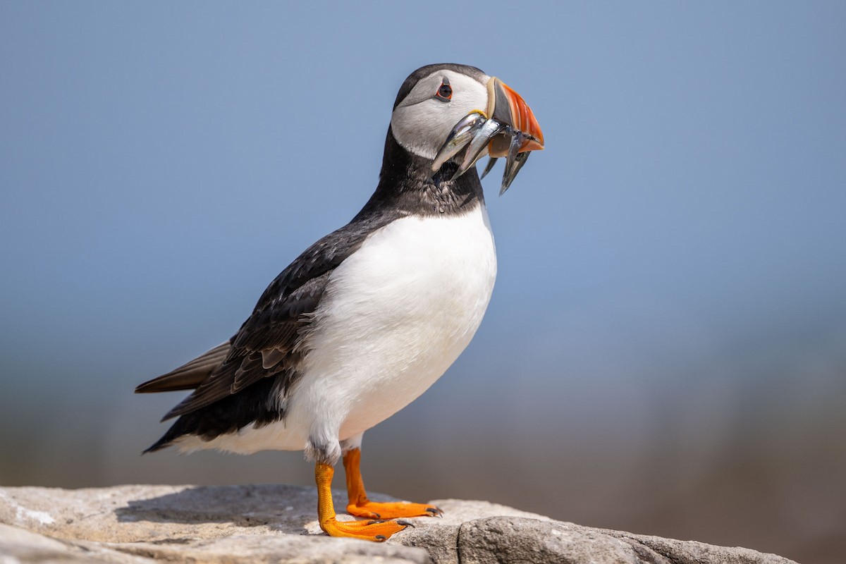 Atlantic Puffin - ML643660442