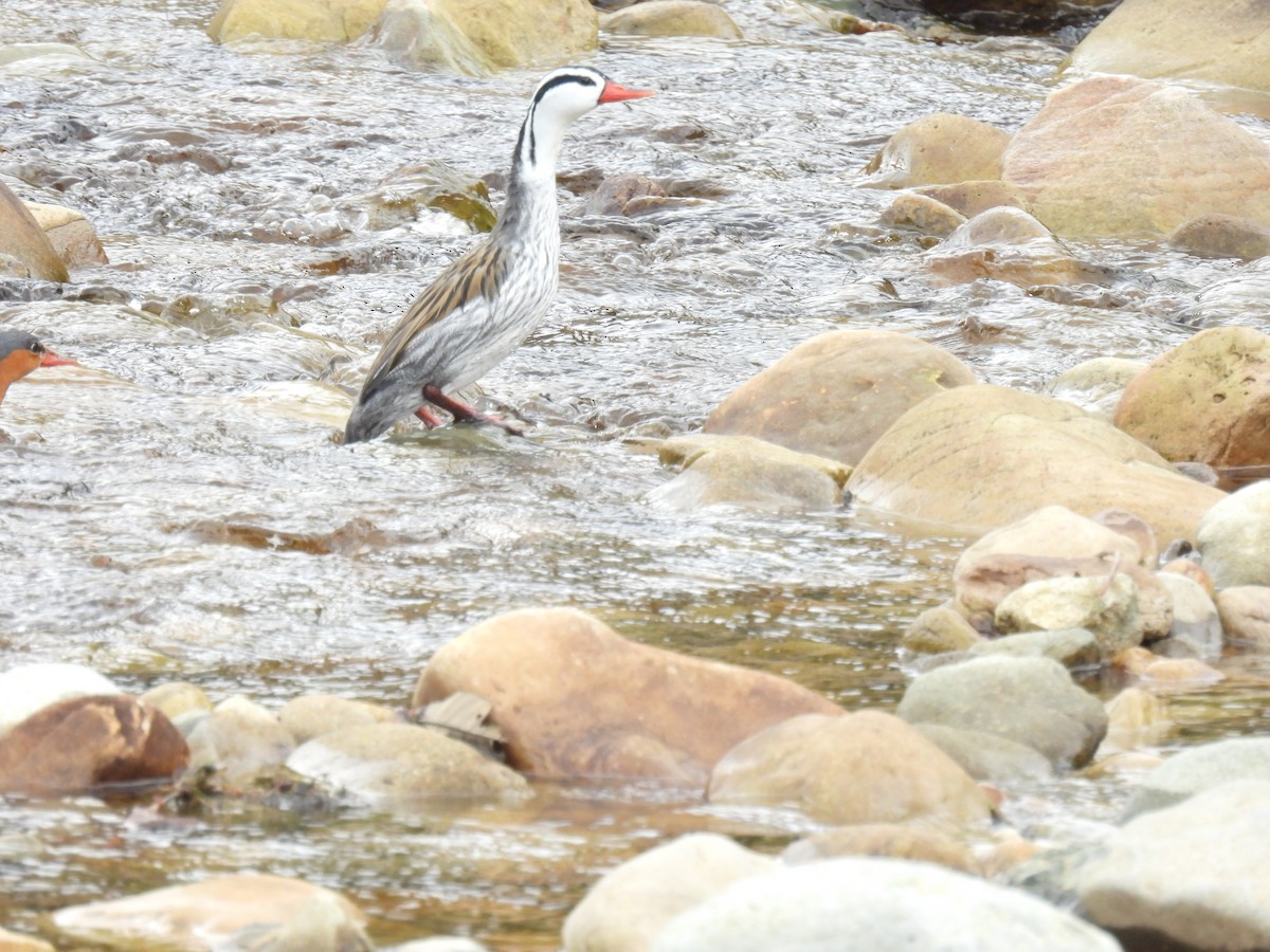 Torrent Duck - ML643660445