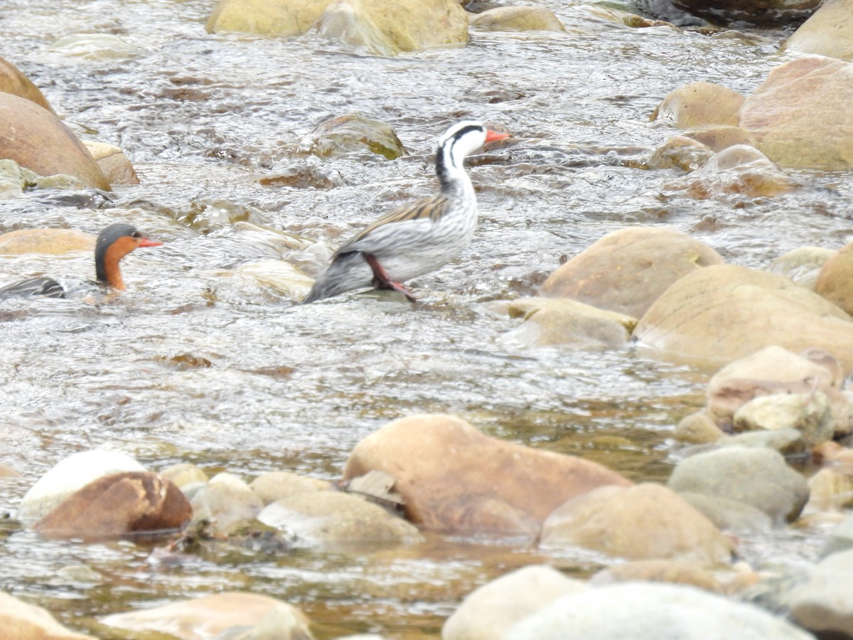 Torrent Duck - ML643660447