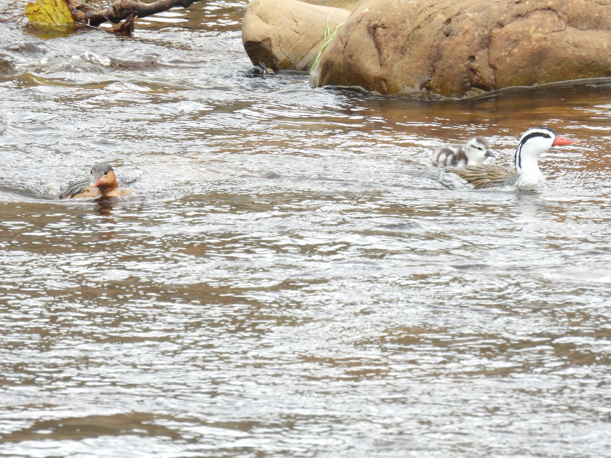 Torrent Duck - ML643660448