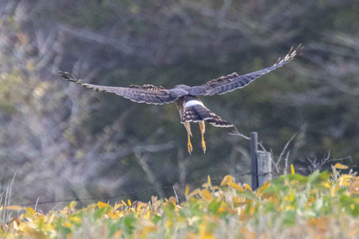 Northern Harrier - ML643660452