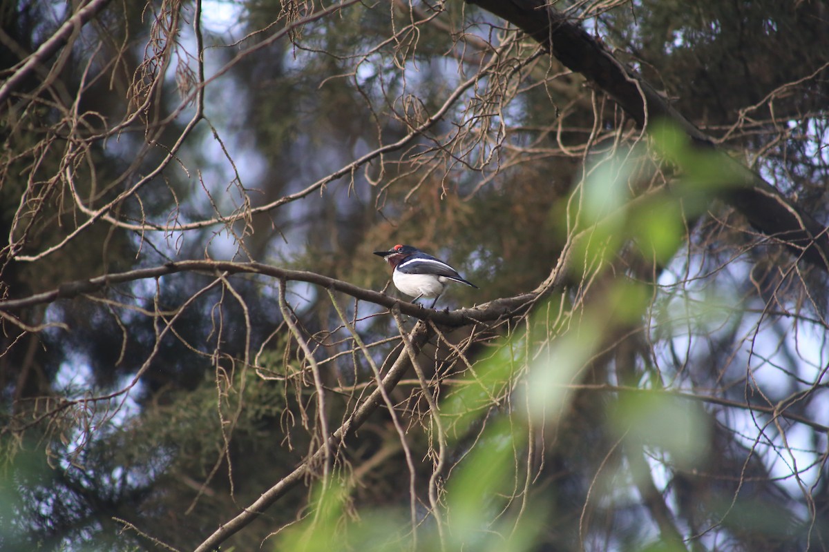 Brown-throated Wattle-eye - ML643660453
