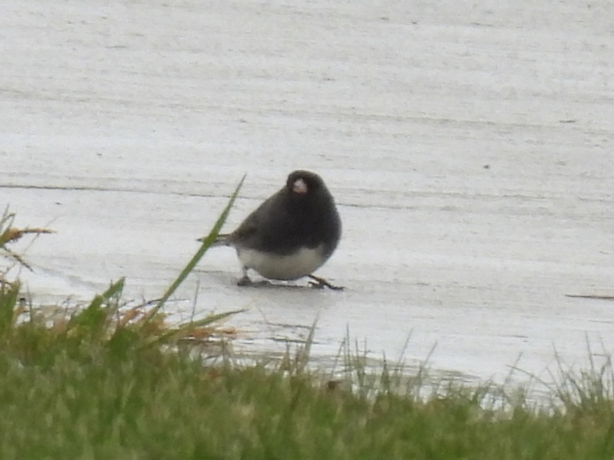 Dark-eyed Junco (Slate-colored) - ML643660457