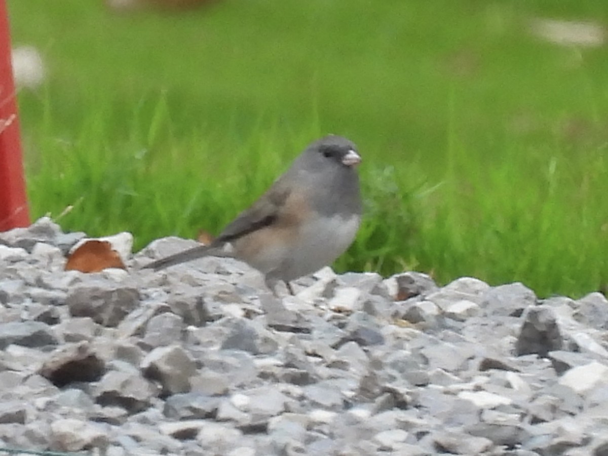 Dark-eyed Junco (Slate-colored) - ML643660459