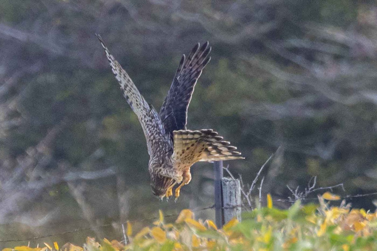 Northern Harrier - ML643660462