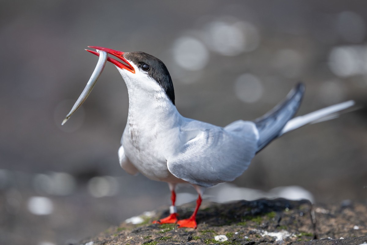 Arctic Tern - ML643660467
