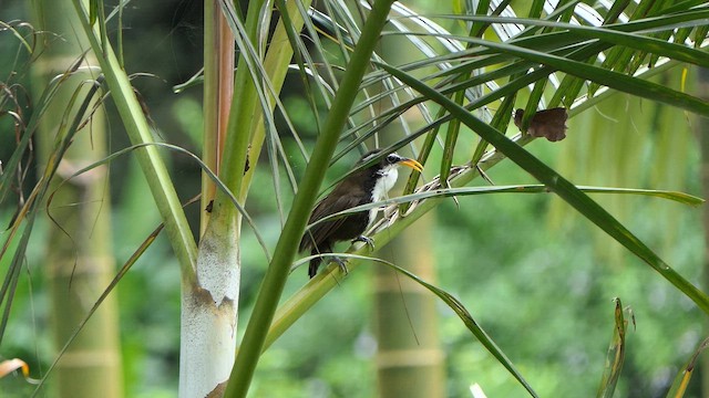 indiasigdtimal - ML643660471