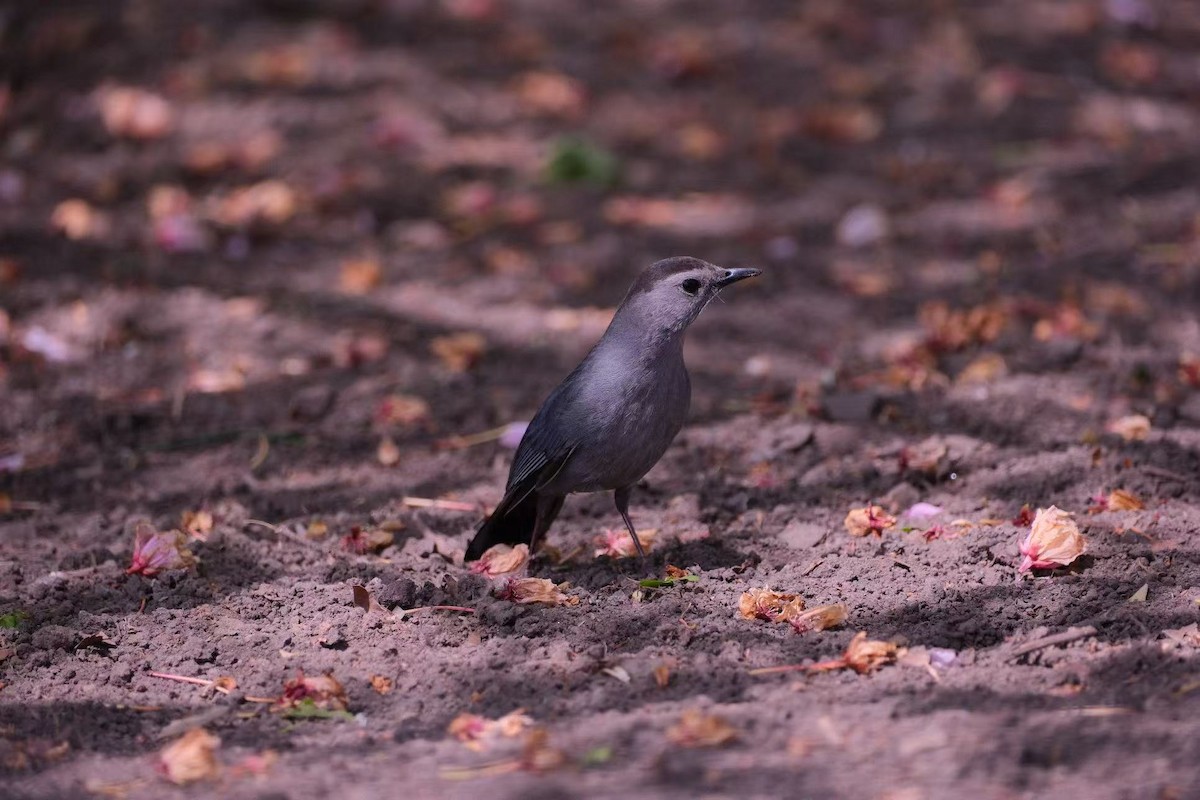 Gray Catbird - ML643660479