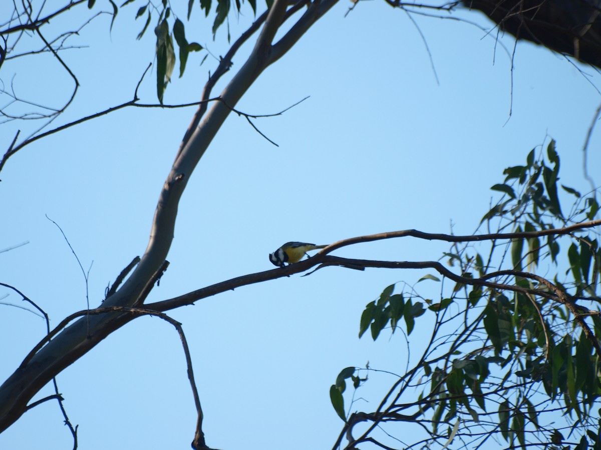 Eastern Shrike-tit - ML643660481