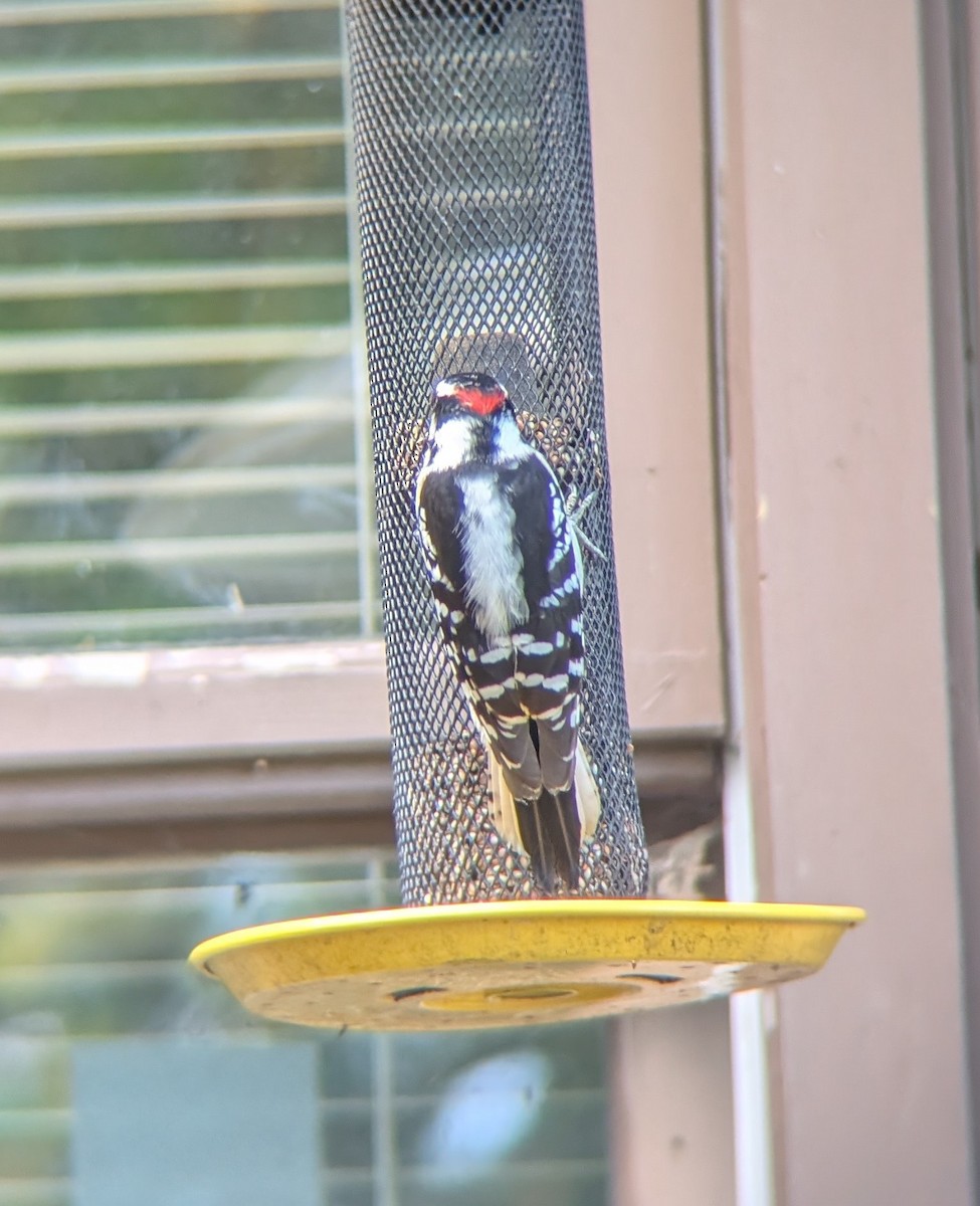 Downy Woodpecker - ML643660485