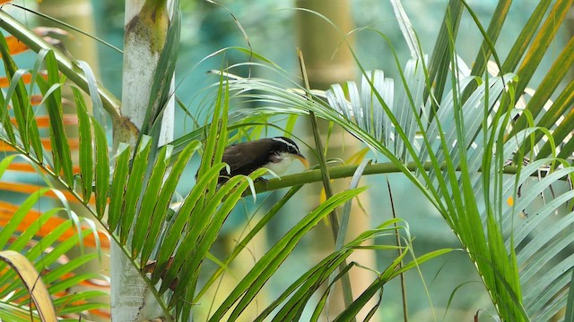 indiasigdtimal - ML643660495