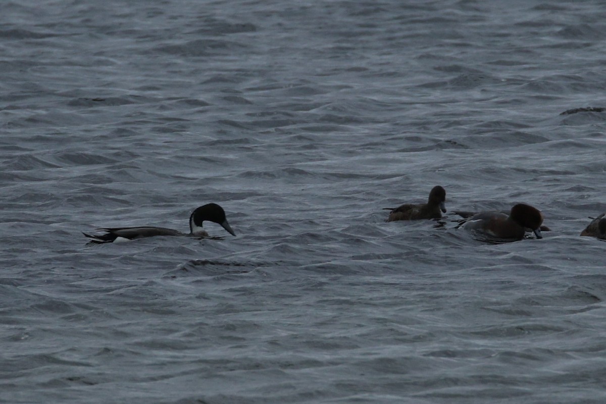 Mallard x Northern Pintail (hybrid) - ML643660523
