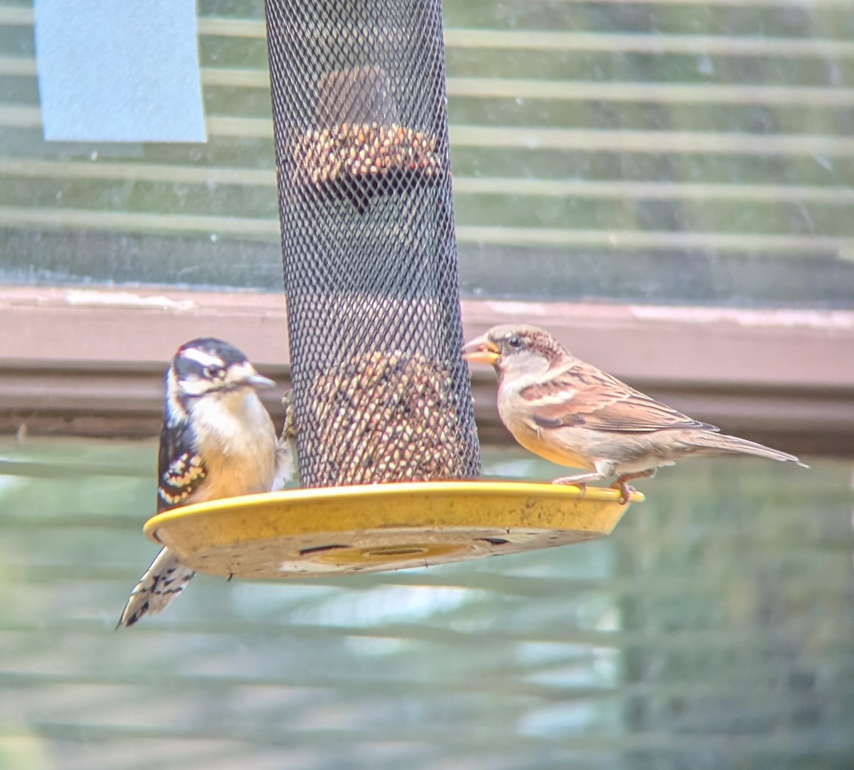 House Sparrow - ML643660527