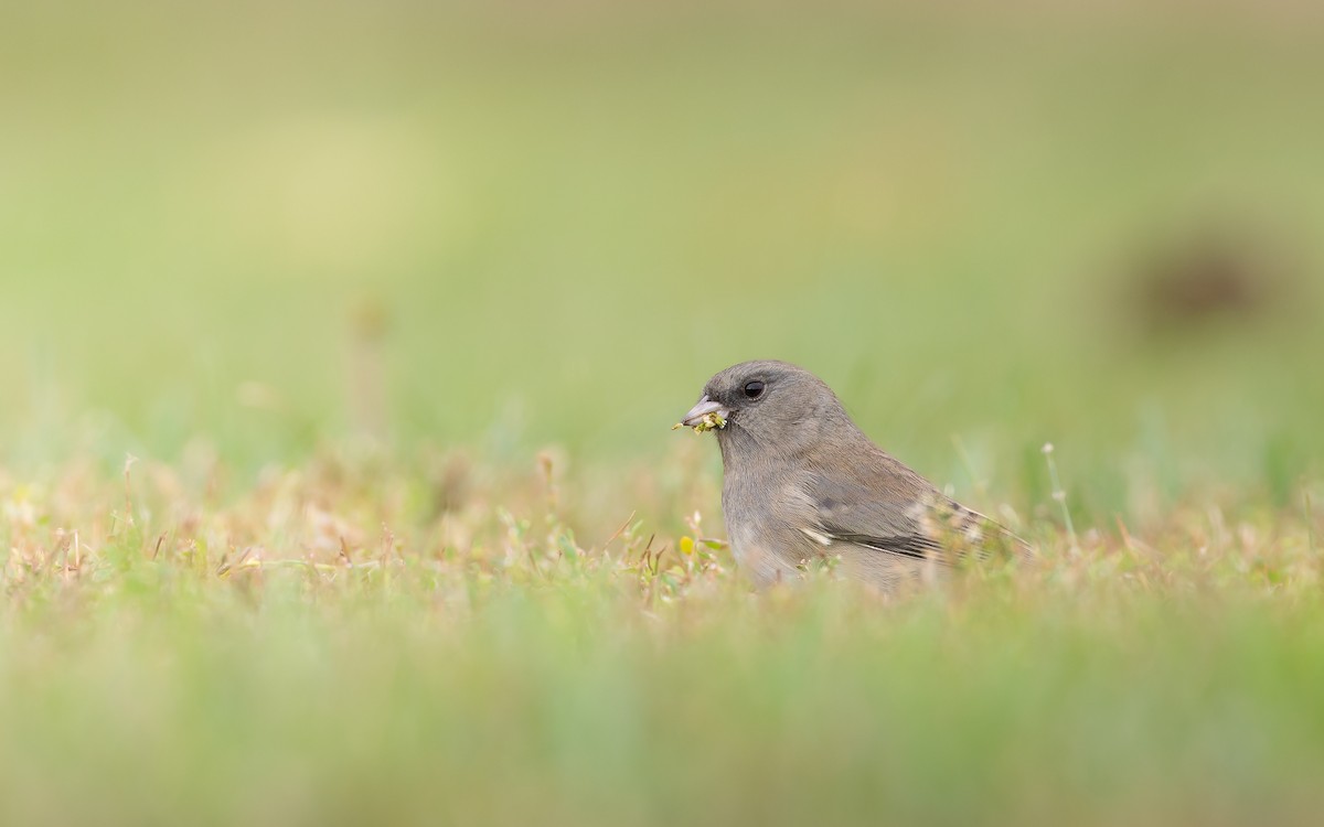 Dark-eyed Junco (Slate-colored) - ML643660546