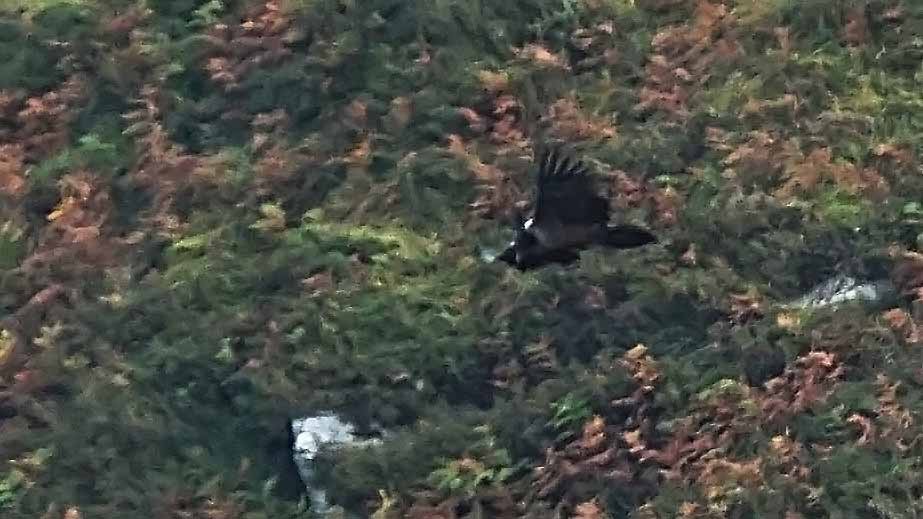 Bearded Vulture - ML643660559
