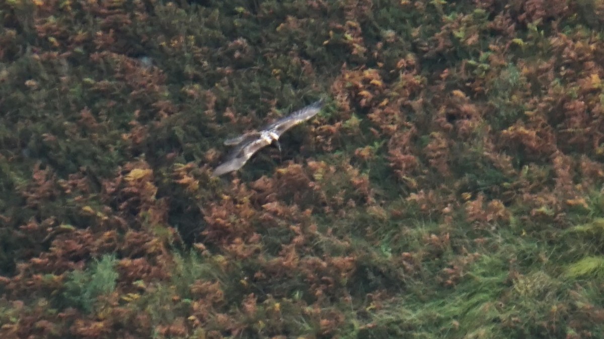Bearded Vulture - ML643660560