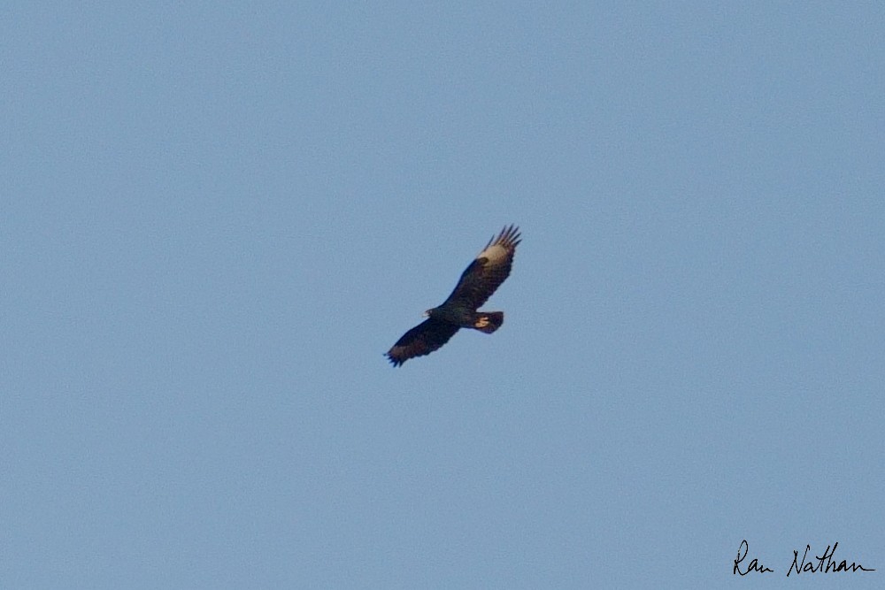 Verreaux's Eagle - ML643660564