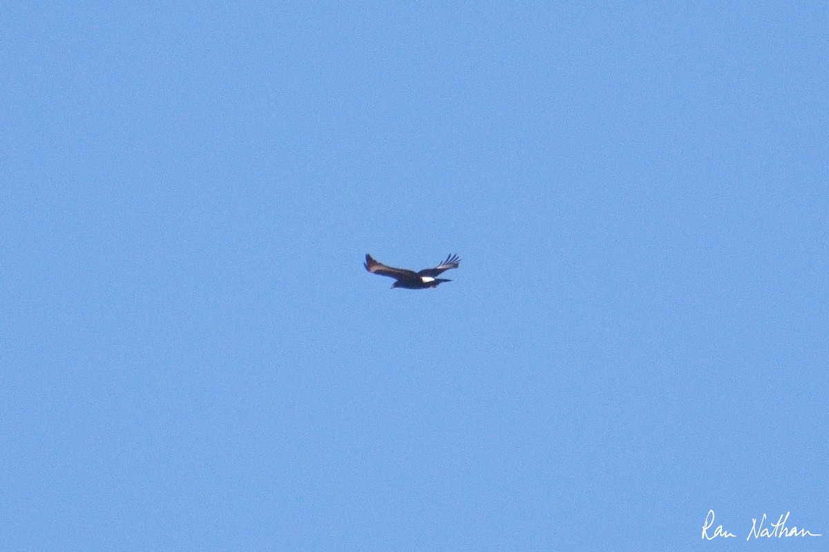 Verreaux's Eagle - ML643660565