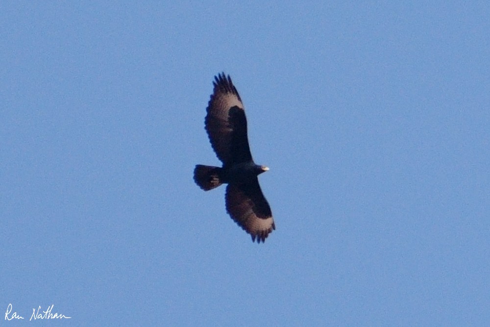 Verreaux's Eagle - ML643660566