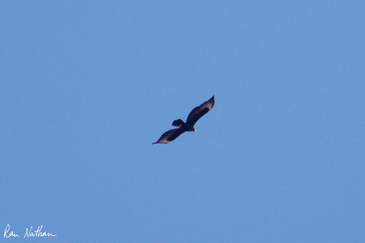 Verreaux's Eagle - ML643660567
