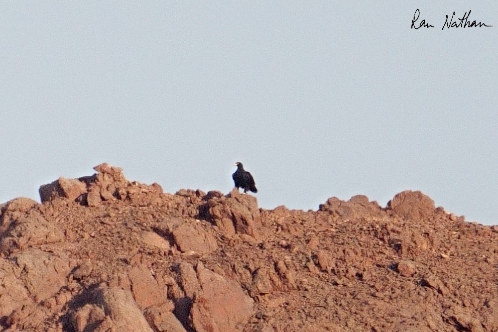 Verreaux's Eagle - ML643660568
