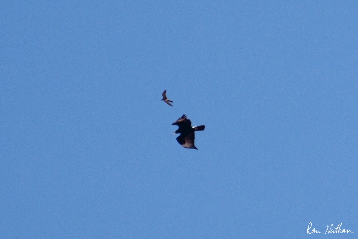 Verreaux's Eagle - ML643660569