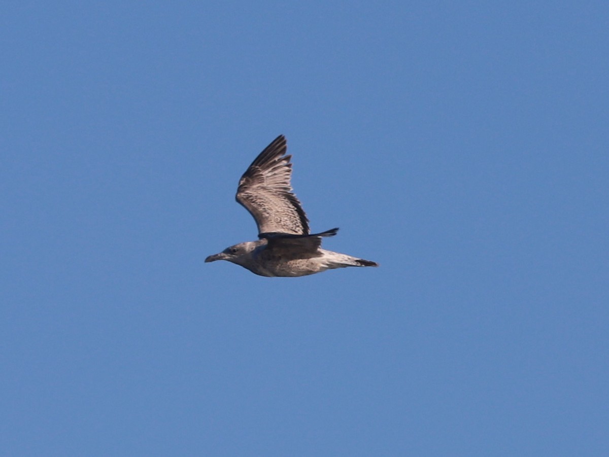 Möwe, unbestimmt - ML643660645