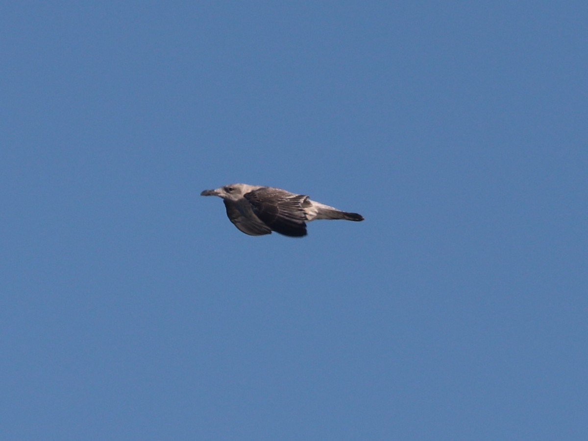 Möwe, unbestimmt - ML643660646