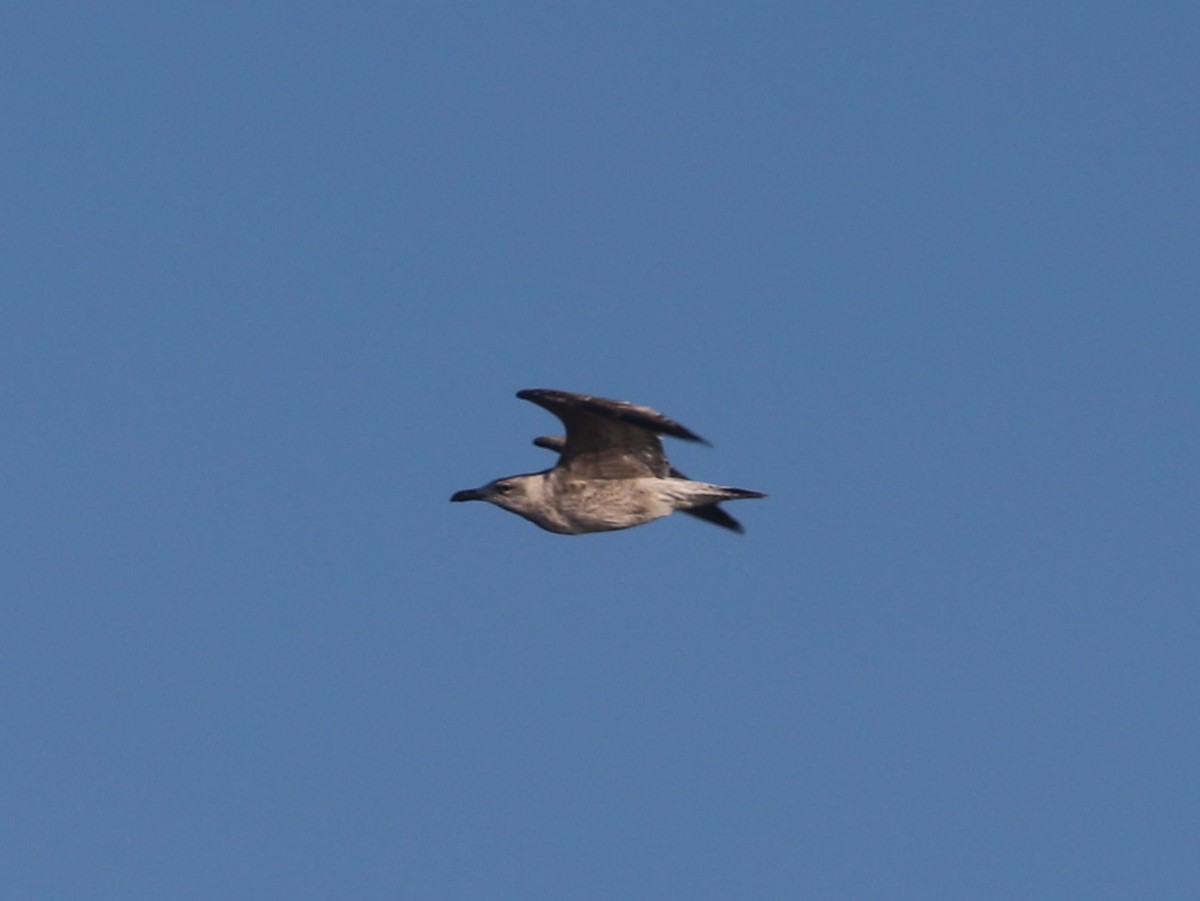 Möwe, unbestimmt - ML643660647
