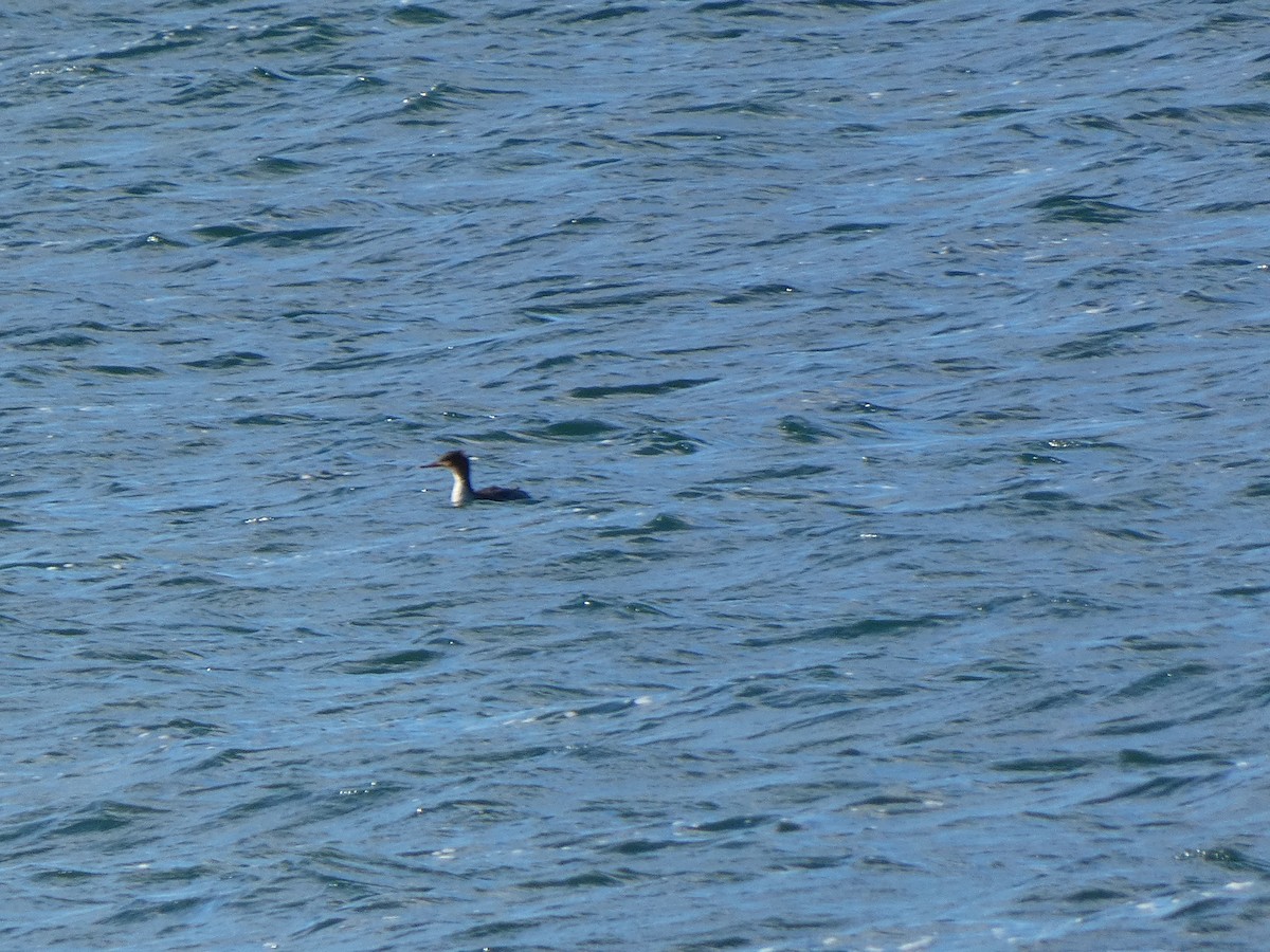 Red-breasted Merganser - ML643660659