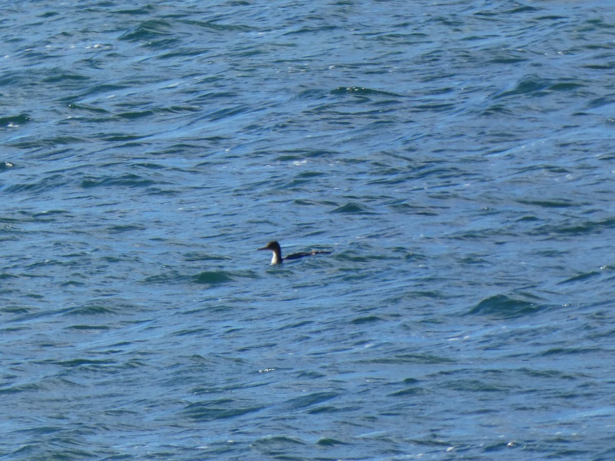 Red-breasted Merganser - ML643660676